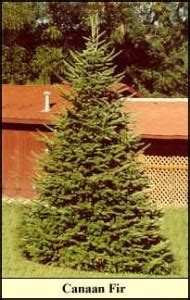 Canaan Fir - Kentucky Christmas Tree Association