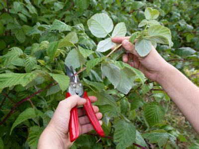 Pruning Raspberry Bushes How And When To Trim Raspberry Bushes | gardeningknowhow