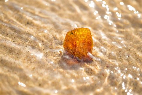 Amber On A Beach Of The Baltic Sea In The Surf Stock Photo - Image of ...