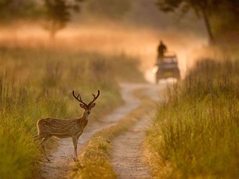 Jim Corbett National Park: A Safari To Remember