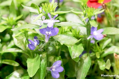 Garden Lobelia, Lobelia erinus - How to grow and care - Plantopedia