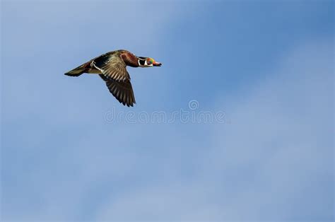 Male Wood Duck Flying Against a White Background Stock Photo - Image of wild, female: 63088230