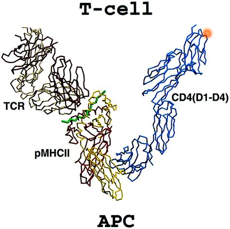 Crystal structure of the human CD4 N-terminal two-domain fragment complexed to a class II MHC ...