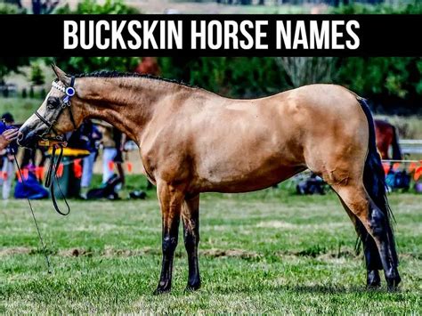 150+ Buckskin Horse Names [Western-Inspired Ideas]