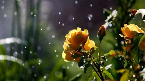 HD Nature Flowers Petals Plants Garden Rain Drops Sparkle Weather Storm Free Images Wallpaper ...