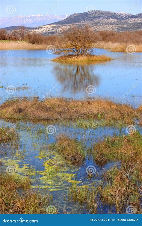 Lake Vrana, Croatia stock photo. Image of scenery, mountain - 275512210