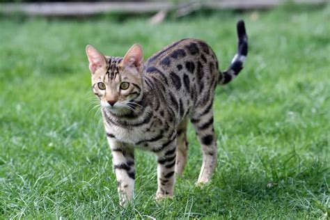 10 Cats That Look Like Tigers, Leopards, and Cheetahs - PetHelpful