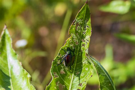 7 Effective Japanese Beetle Control Methods - The Bug Agenda