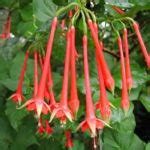 Fuchsia fulgens (Brilliant Fuchsia) - World of Flowering Plants