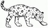 Jaguars Coloring Pages  Learny Kids sketch template