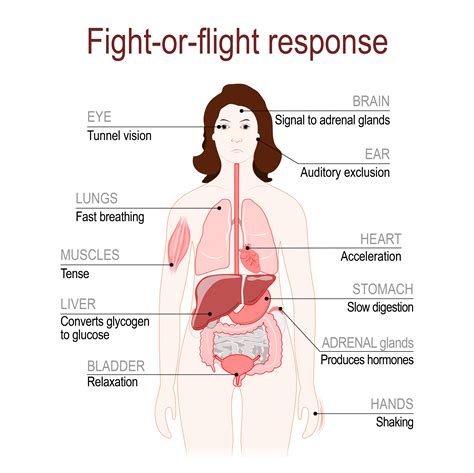 Collecter 71+ imagen fight or flight response examples - fr.thptnganamst.edu.vn