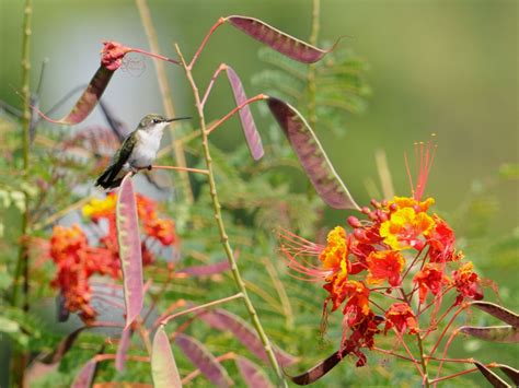 The Online Zoo - Aransas National Wildlife Refuge