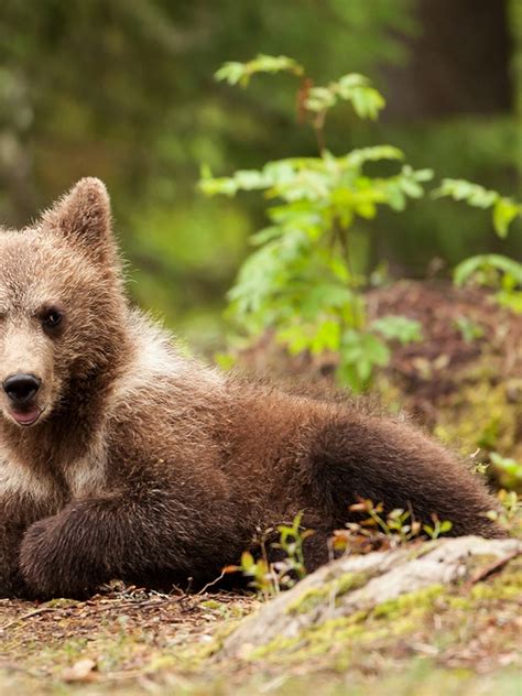 Cute Baby Brown Bears