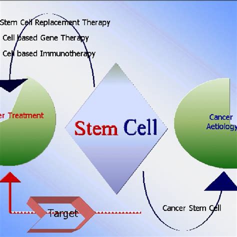 Umbilical cord promises. The umbilical cord blood stem cells are... | Download Scientific Diagram