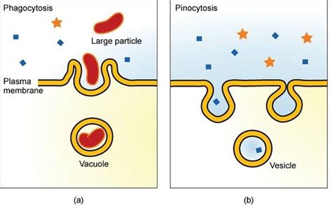 What is the real life example of endocytosis?