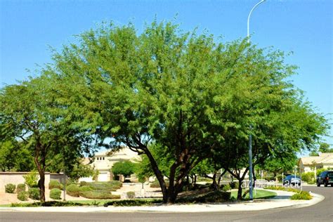 chilean mesquite tree root system - Raguel Braxton