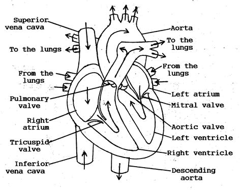 Get Heart Anatomy Diagram Worksheet Pictures | Diagram Printabel