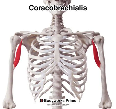 Coracobrachialis