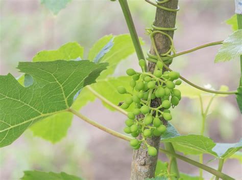 Premium Photo | Bunch of green grapes on the vine in the vineyard