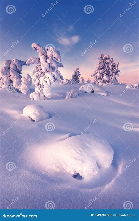 Winter in the taiga forest stock photo. Image of hiking - 149702800