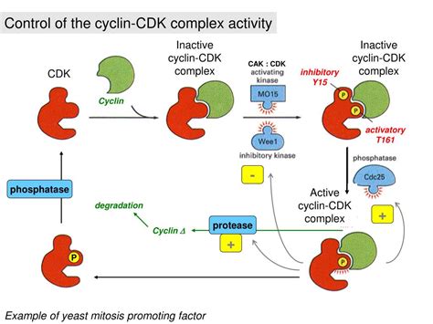 PPT - Cell cycle control PowerPoint Presentation, free download - ID:6327784