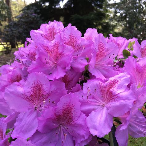 Evergreen Azalea Big Point - Evergreen Azaleas - Millais Nurseries