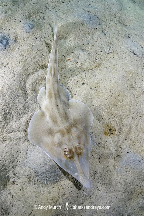 Western Shovelnose Ray 015 | Sharks and Rays