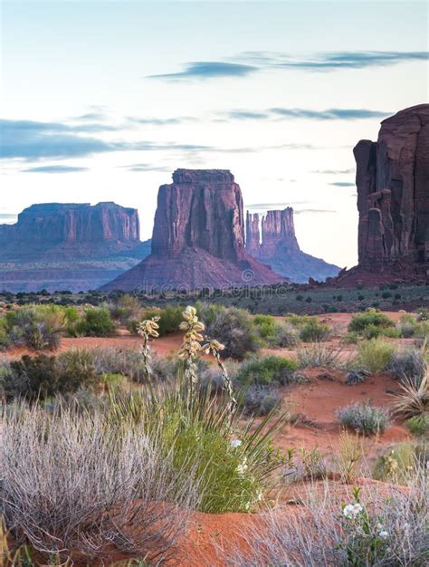 Monument Valley at Sunrise with Bloomed Cactus in Foreground. Stock Photo - Image of mesa ...