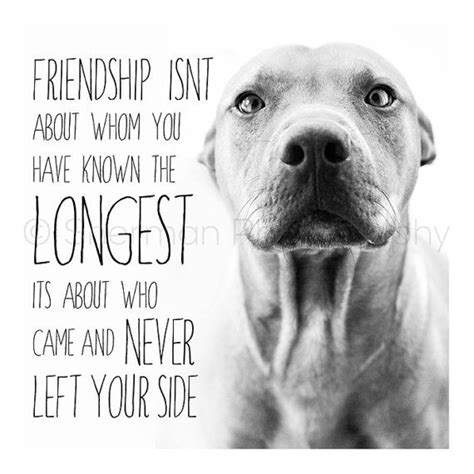 Pitbull Print Dog Photography Pitbull Inspirational Words - Etsy | Dog ...