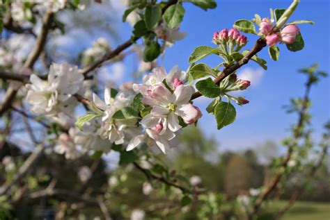 sweetbay: Apple Tree Blossoms