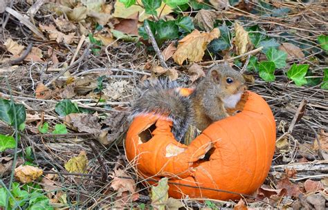 squirrel in pumpkin... [explore 11.6.13 :] | Found this squi… | Flickr