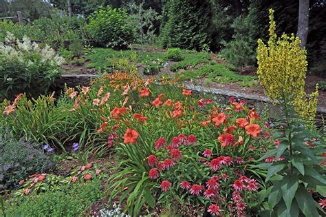 daylily garden july - Hyannis Country Garden