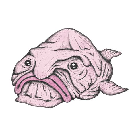 Blobfish Drawing | Sea Life Art