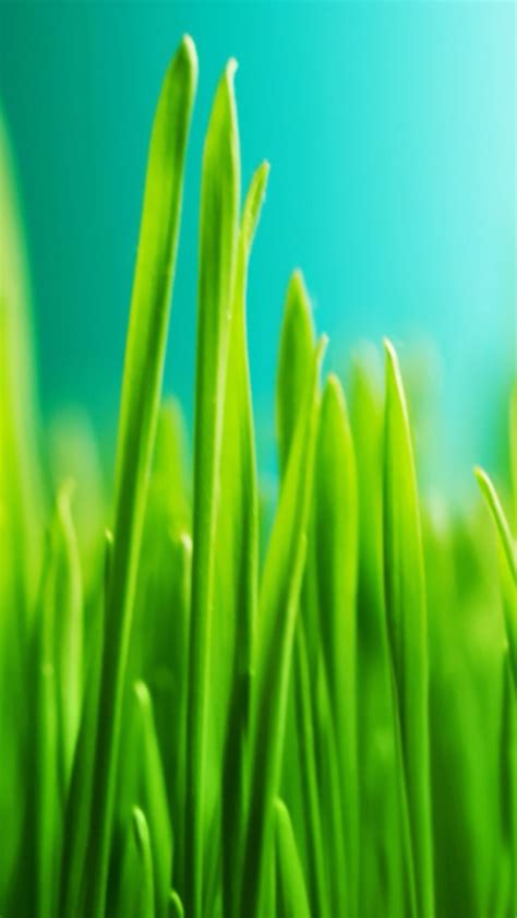 Grass close up iPhone Wallpapers Free Download