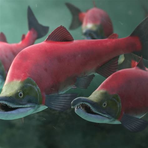 Oncorhynchus Nerka - The Red Sockeye Salmon | CGTrader