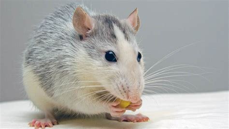 1241+ Rat Names (BEST, Cute, Funny & Cool Ideas)