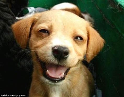 Laughing dogs: The dogs who just love to have a good old laugh | Daily ...