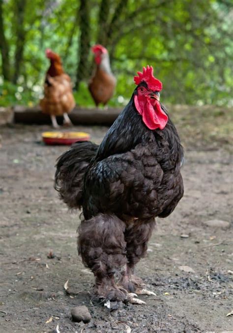 The Largest Chicken Breeds: 12 Huge Chickens! - Mranimal Farm