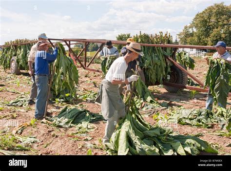 Tobacco farming in Ontario Canada Stock Photo - Alamy