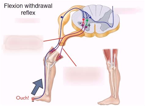 CNS - Withdrawal reflex Diagram | Quizlet