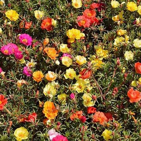 Purslane Seeds - Price €2.50