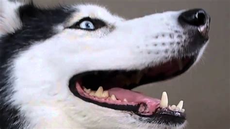 True Facts About Mishka the Talking Husky - YouTube