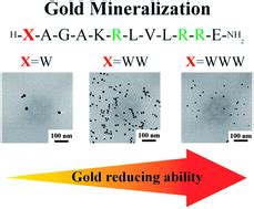 Effect of tryptophan residues on gold mineralization by a gold reducing peptide - RSC Advances ...