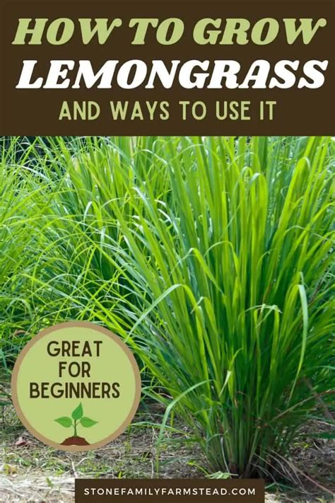 How to Grow Lemongrass and Ways to Use It in 2021 | Grow lemongrass, Lemongrass plant, Lemon grass