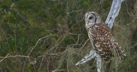 Barred Owl Facts - AnimalBehaviorCorner