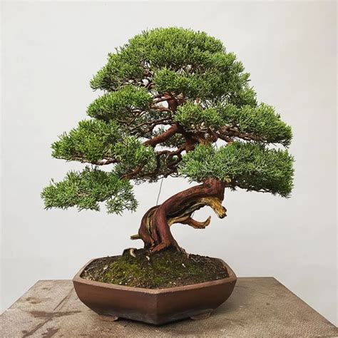 Shimpaku Juniper Bonsai Care Hacks