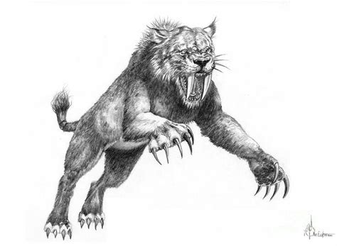 How To Draw A Saber Tooth Tiger at Drawing Tutorials