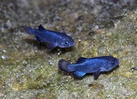 Anyone working with rare Freshwater Goby species? Photo is the Devil’s Hope Pupfish, an endemic ...