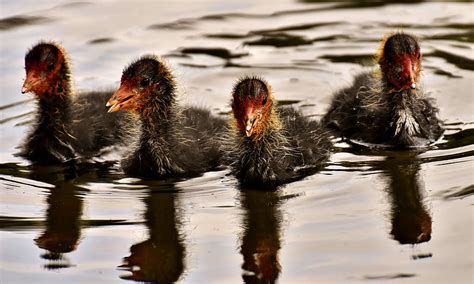 four, black, duckling, floating, water, coots, chicks, waters, nature, waterfowl | Pxfuel