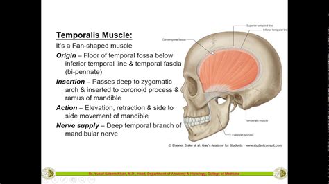 Temporal Anatomy - Anatomy Reading Source